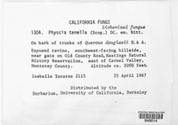 Physcia tenella image